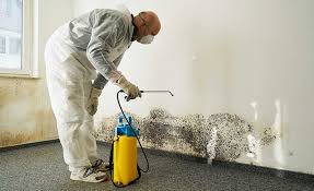 Trusted Milford, NJ Mold Removal Services Experts